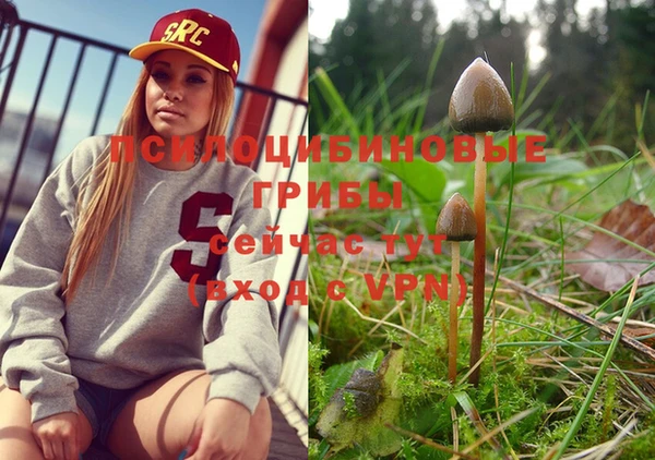 индика Аркадак
